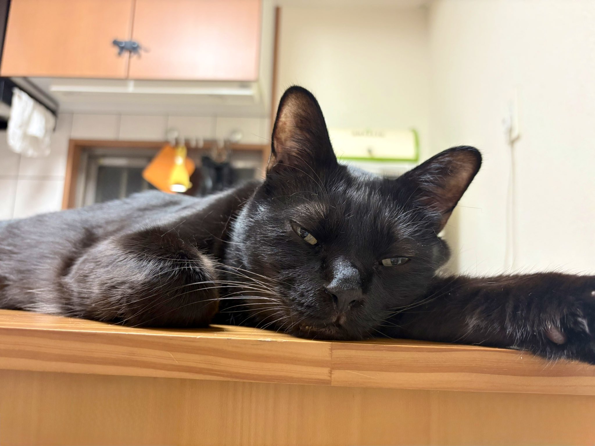 黒猫ジジさん on X: 