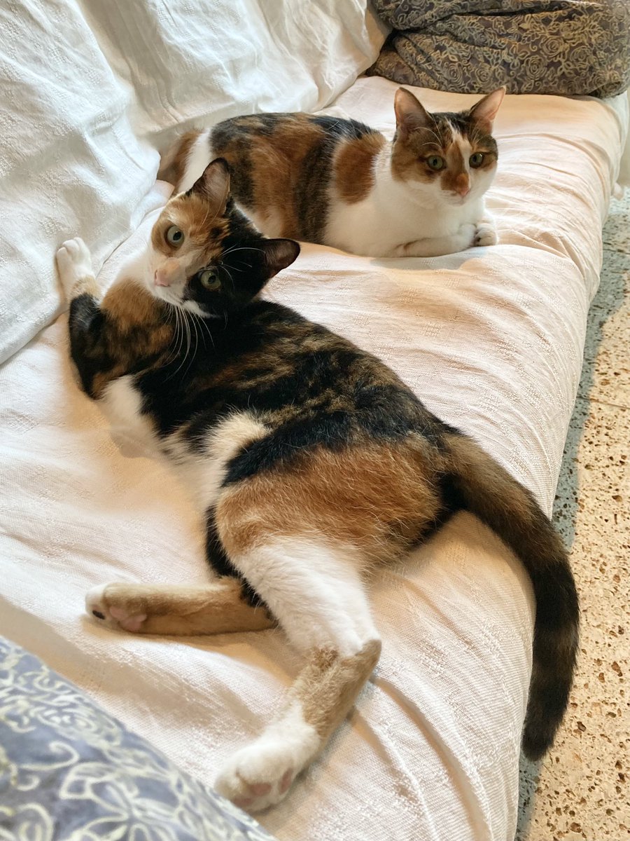 maya_szk's tweet photo. 猫と過ごせる、かけがえのない幸せ🐈🐈
#世界猫の日
#世界猫の日2025
#三毛猫
#縞三毛
#縞三毛猫更紗と三毛猫紬 https://t.co/ygUTByn00j
