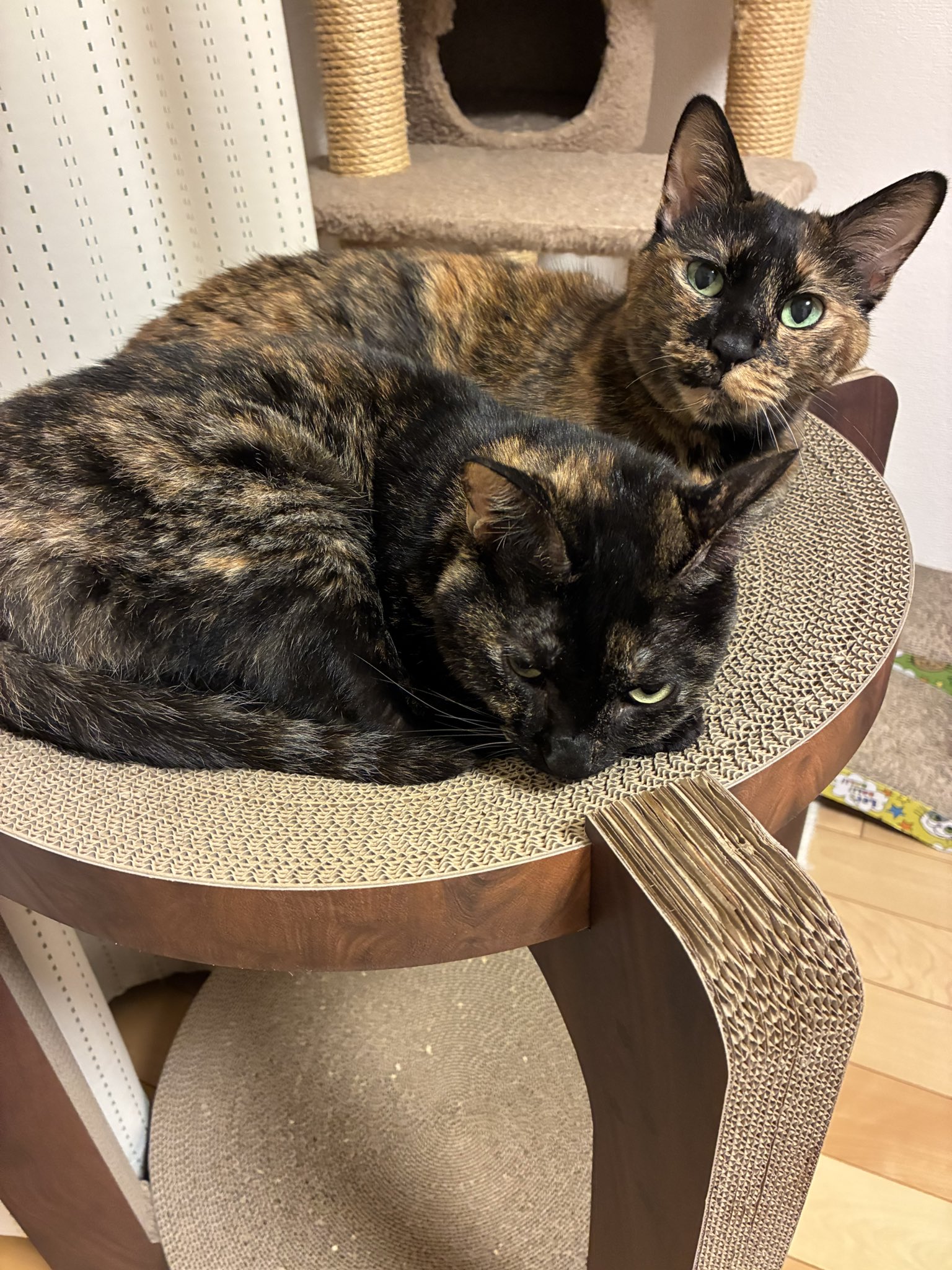 真は錆猫が好き SABI-NEKO | 