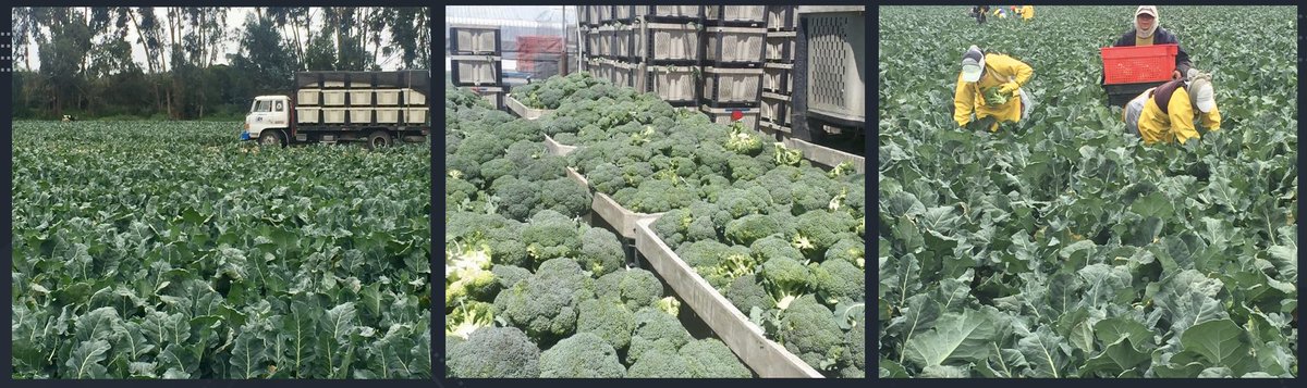 El #brócoli de #Ecuador aunque tiene mejor calidad, enfrenta en EEUU 14.9% de aranceles y nueva tarifa de15 % (29.9%) En gran desventaja especialmente a brócoli de #Guatemala o #México que gozan de preferencias gracias al CAFTA‑DR y USMCA. Decenas de miles de empleos en riesgo