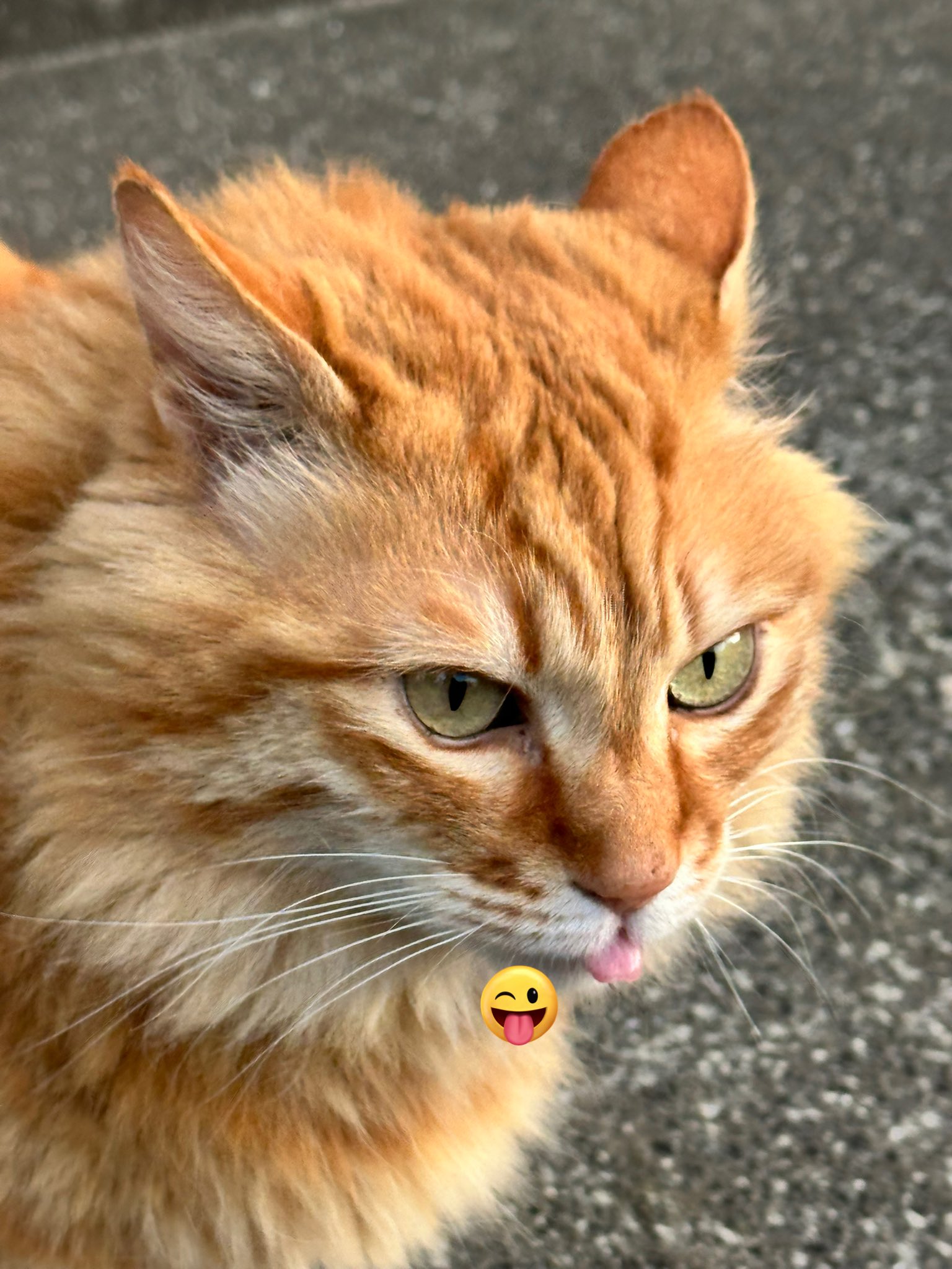 しまねこ 猫島警部 on X: 