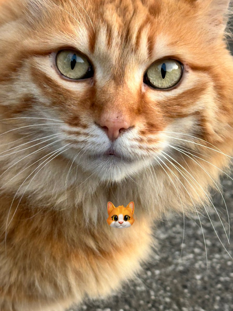 しまねこ 猫島警部 on X: 