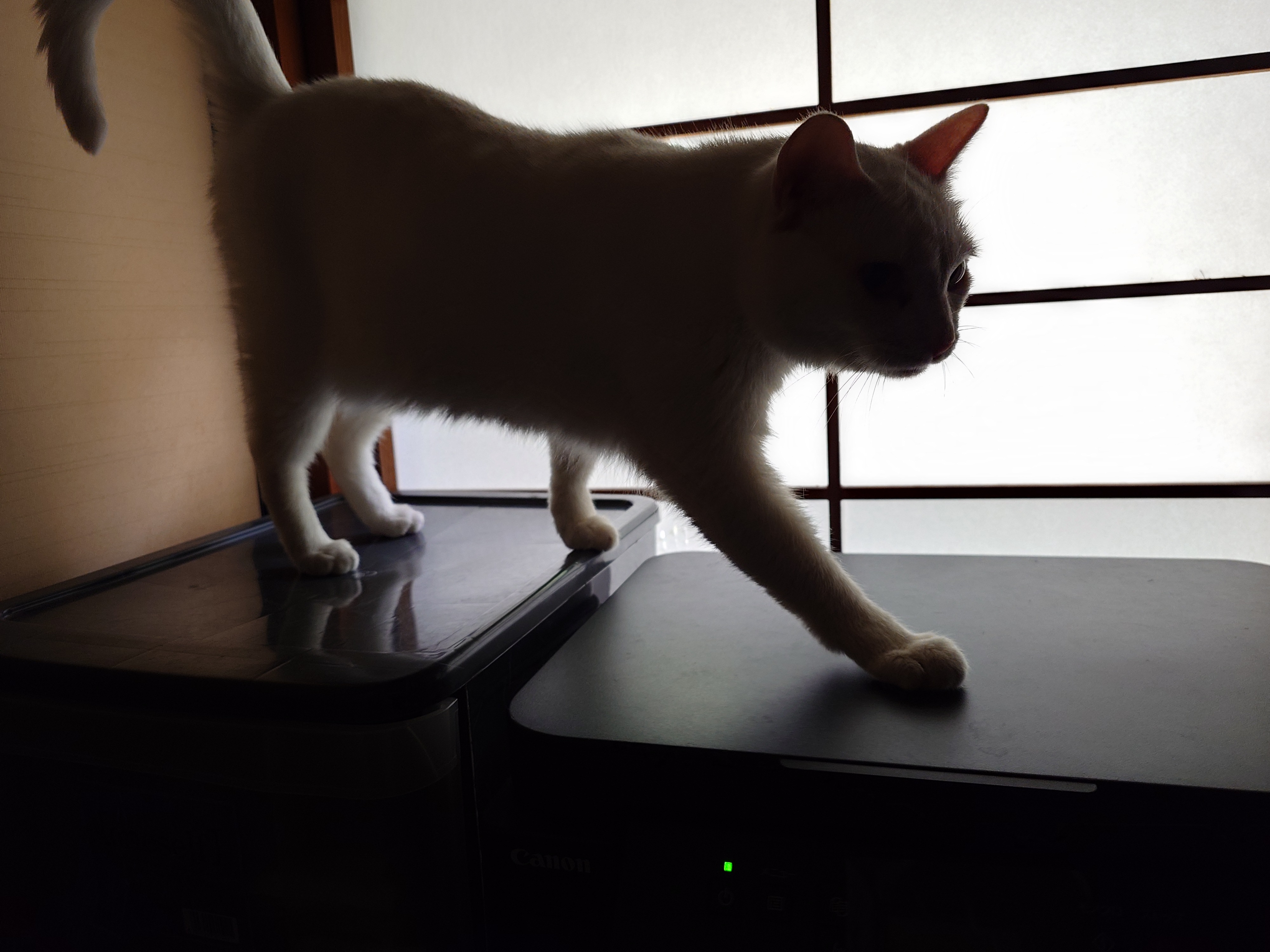 miaou様 MIAOU (@Catsroom_Miaou) / X