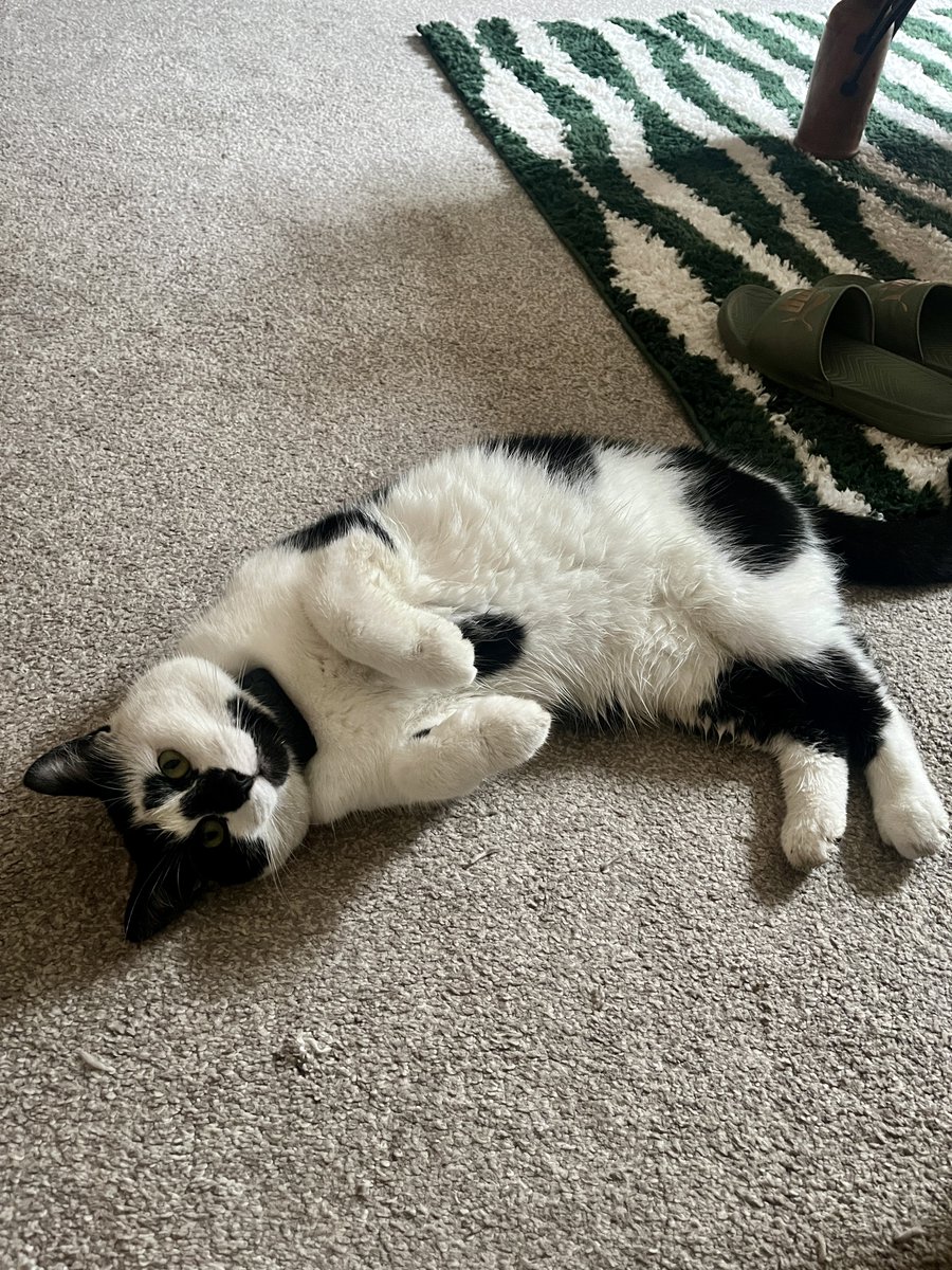 Dandy_Marketing's tweet photo. Happy #InternationalCatDay from our Dandy team!

Here’s how our feline friends would run a digital marketing campaign:

😸 Keyword stuffing with “meow”
😼 Clickbait titles like “You Won’t Believe What This Cat Did!”
😹 Ignoring analytics - because they’re napping. https://t.co/8xlzYXJke1