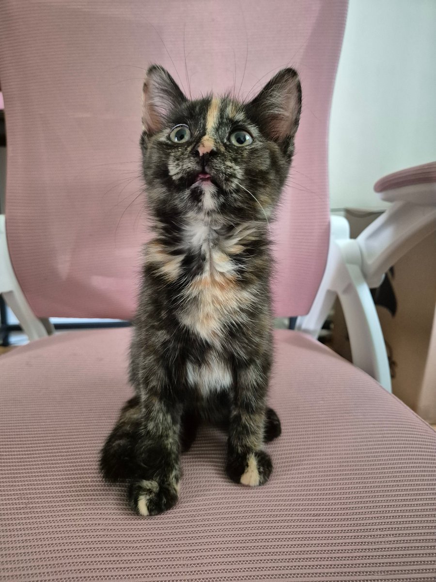 Dandy_Marketing's tweet photo. Happy #InternationalCatDay from our Dandy team!

Here’s how our feline friends would run a digital marketing campaign:

😸 Keyword stuffing with “meow”
😼 Clickbait titles like “You Won’t Believe What This Cat Did!”
😹 Ignoring analytics - because they’re napping. https://t.co/8xlzYXJke1