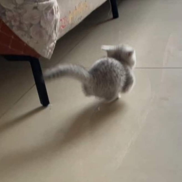 ꜀(^. .^꜀  )꜆੭ =3..