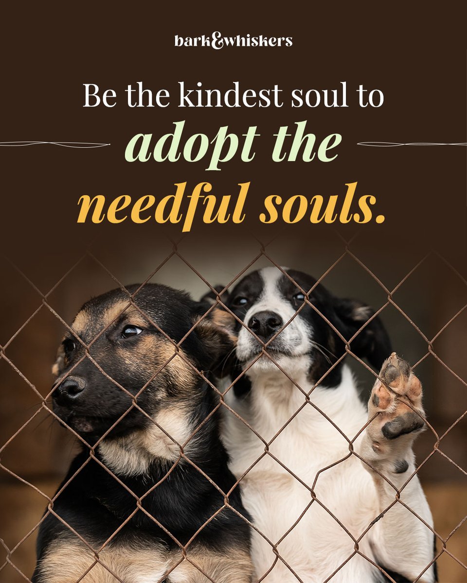bark_whiskers's tweet photo. Adopt those who need a forever home. π π #InternationalHomelessAnimalsDay #SaveTheHomeless #HomeForStrays #Adopt #Rescue #BeKind https://t.co/2CmdLro5xv