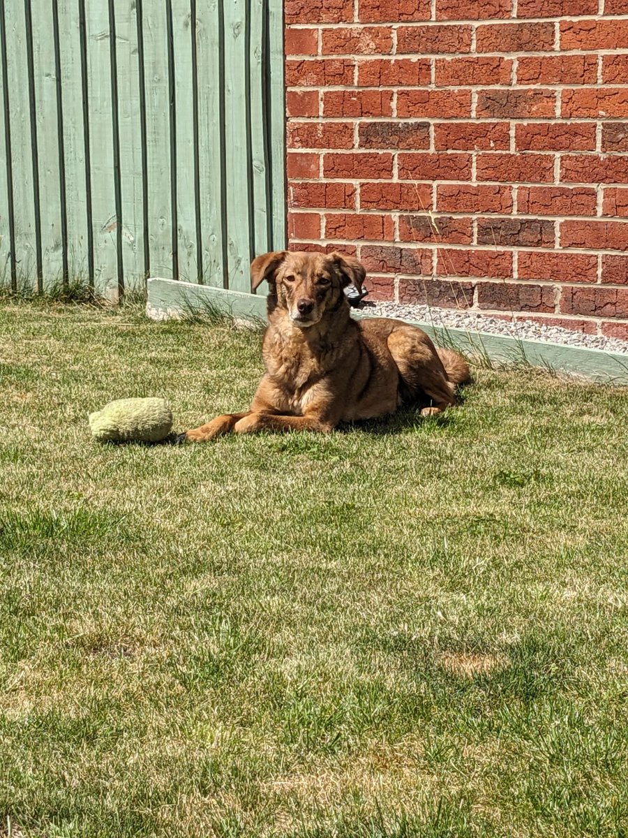 Dandy_Marketing's tweet photo. 🐶Happy #InternationalDogDay from our Dandy Marketing pups!

If dogs ran Google Ads:
🐾 Bid max for “treats”
🐾 Set radius to “anywhere there’s a park”
🐾 Add audience: “Anyone with snacks”

Show us your digital doggos in the comments!🐕 https://t.co/nuFQywhhcx