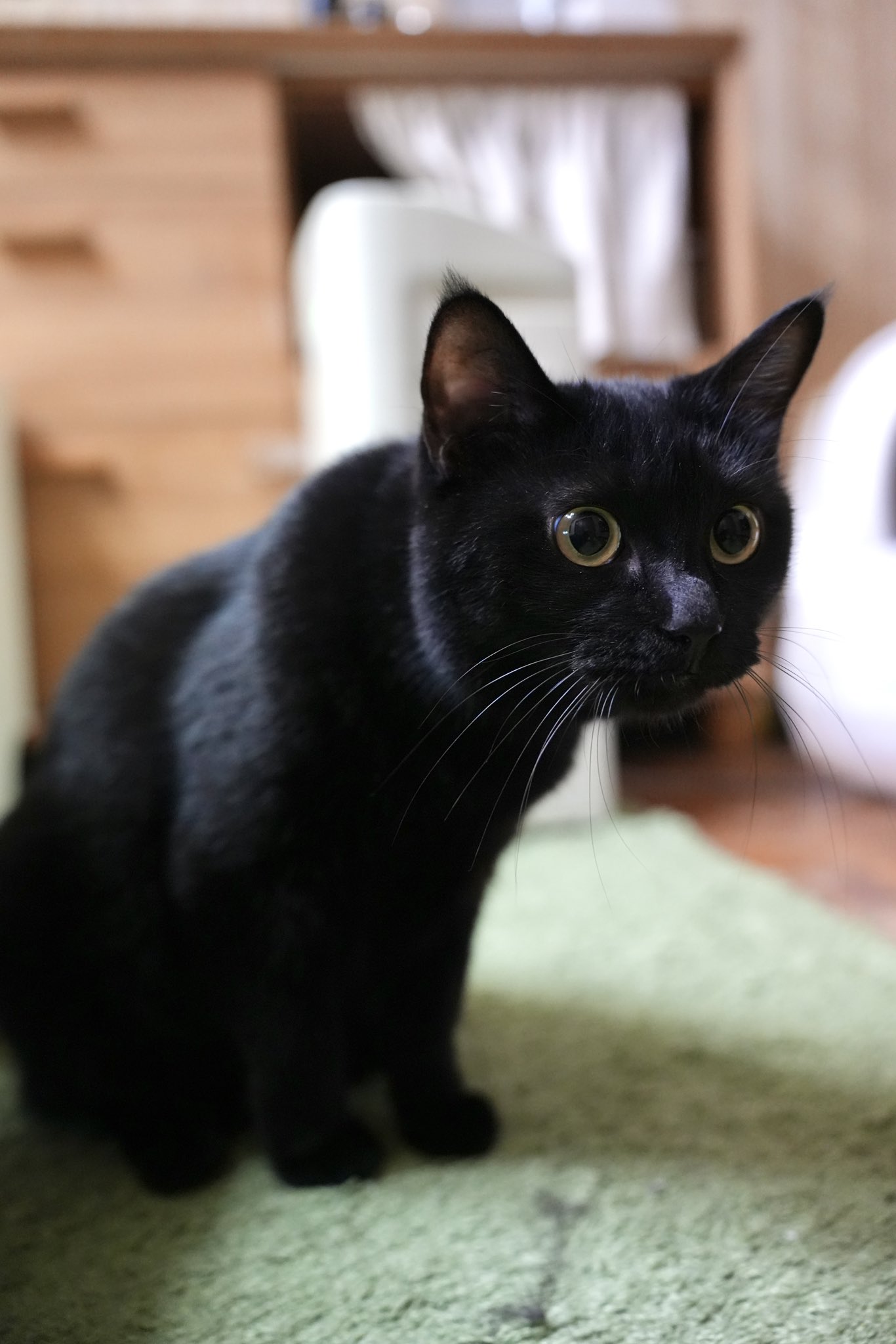 黒猫ちゃん　おめでとう おさかなで遊ぼう！#黒猫つくねちゃん #Tsukune_chan #猫 #黒猫