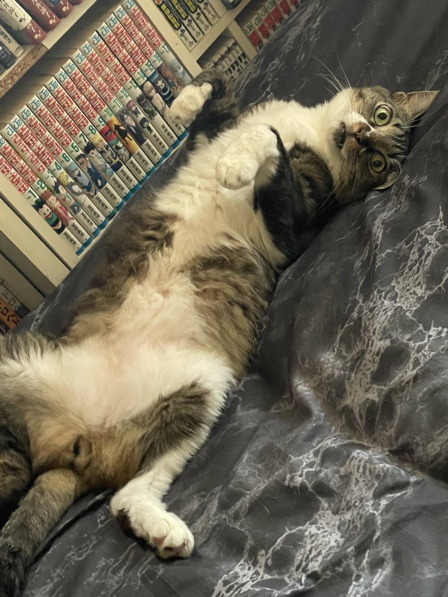今日は世界の猫の日だそうで
うちの猫、こじろーの写真を貼っておきます🐱
もう一匹おはぎというサビねこがいるけどシャイガールでなかなかでこない🥹

#なごこそ
#日常報告回
#なんであのとき放送局