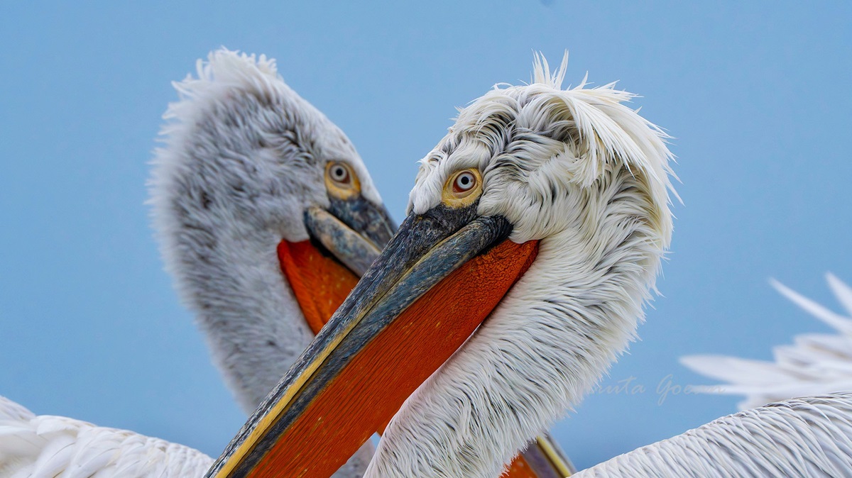 RomaniaTourism's tweet photo. This week’s #DanubeDelta - #Romania pics: Danube Delta #angrybirds /pelicans.
Photos © Iliuta Goean,  Adi Dedu,  Mircea Negulescu,  Rares Besliu https://t.co/9JCdDMpHuq