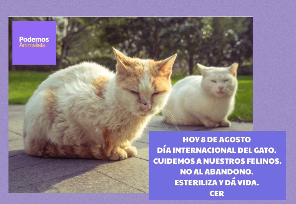 Podemos Usera (@podemosusera) on Twitter photo 🐱✨ Hoy, Día Internacional del Gato, recordamos la importancia de cuidar, proteger y esterilizar a nuestros felinos.
 ¡No más abandono! Esteriliza y salva vidas. ❤️
#DíaInternacionalDelGato #PodemosAnimalista #CER #NoAlAbandono 🐱✨ Hoy, Día Internacional del Gato, recordamos la importancia de cuidar, proteger y esterilizar a nuestros felinos.
 ¡No más abandono! Esteriliza y salva vidas. ❤️
#DíaInternacionalDelGato #PodemosAnimalista #CER #NoAlAbandono