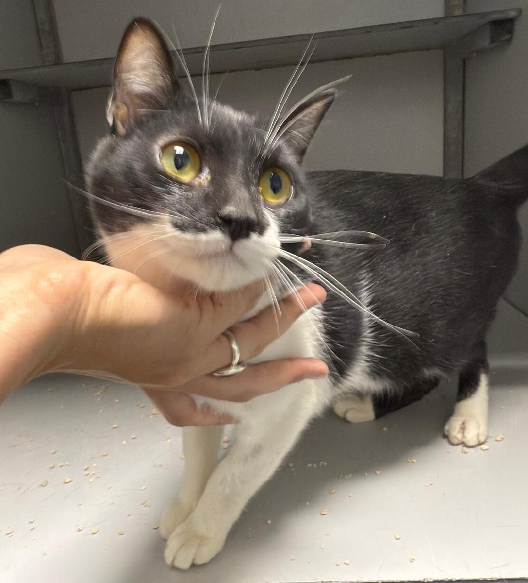 Distrito Tetuán (@jmdtetuan) on Twitter photo 📢Hoy es el #DíaInternacionalDelGato 😻
✅En <a href="/cpamadridsalud/">Centro de Protección Animal</a> tienen muchos gatitos como Melocotón y Windows🐈 buscando un hogar 🏡
✅Infórmate en la web de <a href="/madridsalud/">Madrid Salud. Ayuntamiento de Madrid</a>
#AdoptaNoCompres
👉informate.madrid.es/o7e2b133 📢Hoy es el #DíaInternacionalDelGato 😻
✅En <a href="/cpamadridsalud/">Centro de Protección Animal</a> tienen muchos gatitos como Melocotón y Windows🐈 buscando un hogar 🏡
✅Infórmate en la web de <a href="/madridsalud/">Madrid Salud. Ayuntamiento de Madrid</a>
#AdoptaNoCompres
👉informate.madrid.es/o7e2b133