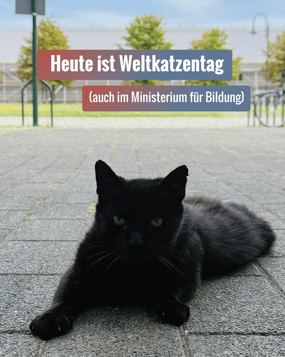 Er gehört nicht zur Belegschaft, ist aber längst Teil des Hauses:
Zum #Weltkatzentag grüßen wir aus dem Ministerium mit Milou – dem #Kater, der hier regelmäßig auf leisen Pfoten unterwegs ist. 🐱