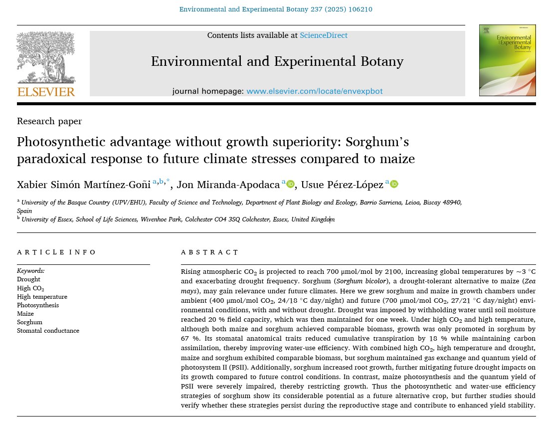Xabier Simón Martínez de Goñi (@martinezgonixs) on Twitter photo 📢Excited to share a new paper from my PhD thesis at <a href="/fisioklima/">FisioKlima-AgroSosT Lab</a>!🌾Sorghum maintained better photosynthetic performance and water use efficiency than maize under high CO2, hig temperature and drought, even without a growth advantage. A promising climate-resilient crop! 📢Excited to share a new paper from my PhD thesis at <a href="/fisioklima/">FisioKlima-AgroSosT Lab</a>!🌾Sorghum maintained better photosynthetic performance and water use efficiency than maize under high CO2, hig temperature and drought, even without a growth advantage. A promising climate-resilient crop!