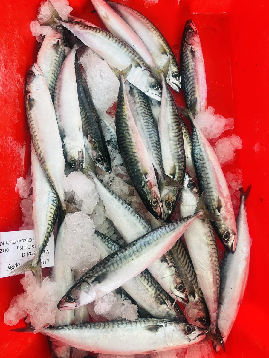 Love British seafood, just incredible seafood here at Harlyn bay Cornwall. Thank you to George Cleave fish merchant for looking after us with chefs dream fresh fish all week <a href="/LoveBritishFood/">Love British Food</a>