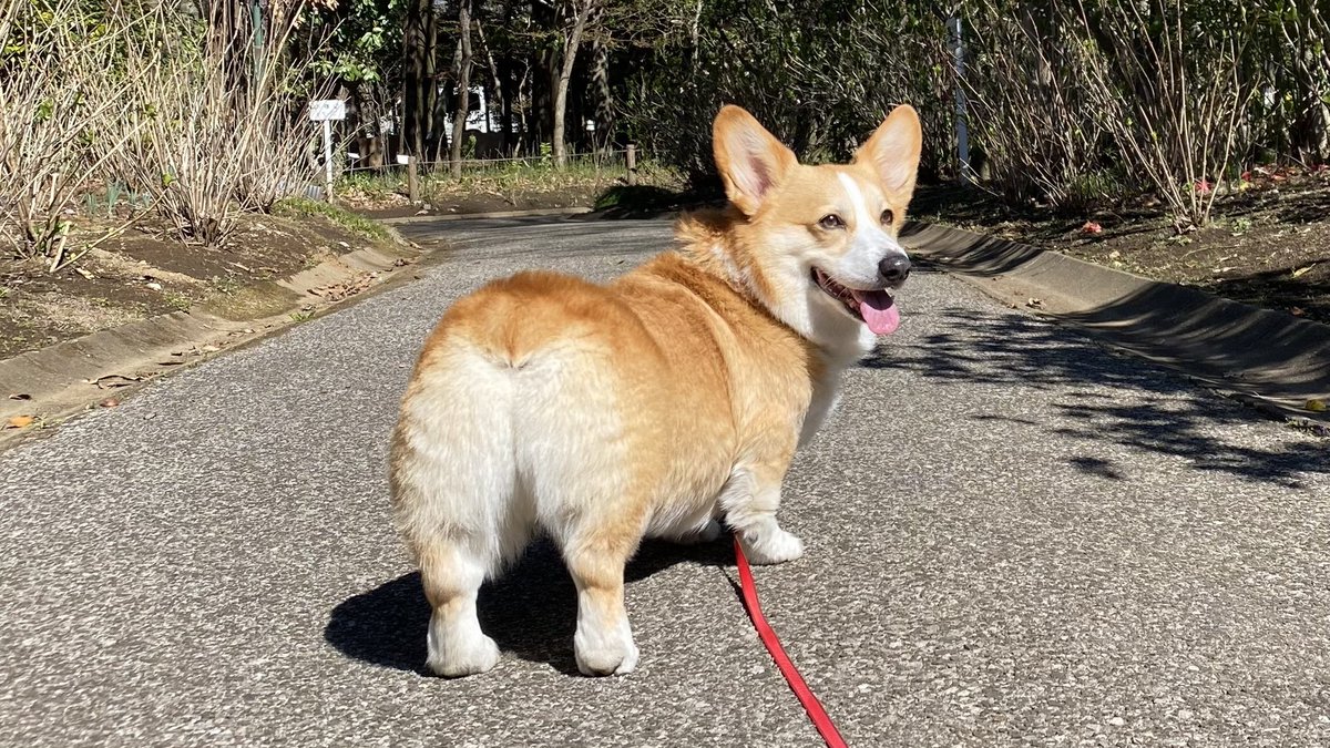 fuuta_corgi's tweet photo. 名前🐶：風太

コーギーのチャームポイントである桃尻！カメラフォルダには、どんどん桃尻写真が増えていきます。

＃うちのコギビフォーアフター
＃コギスタ49応援隊
＃応募用 https://t.co/283ZtvgsIX