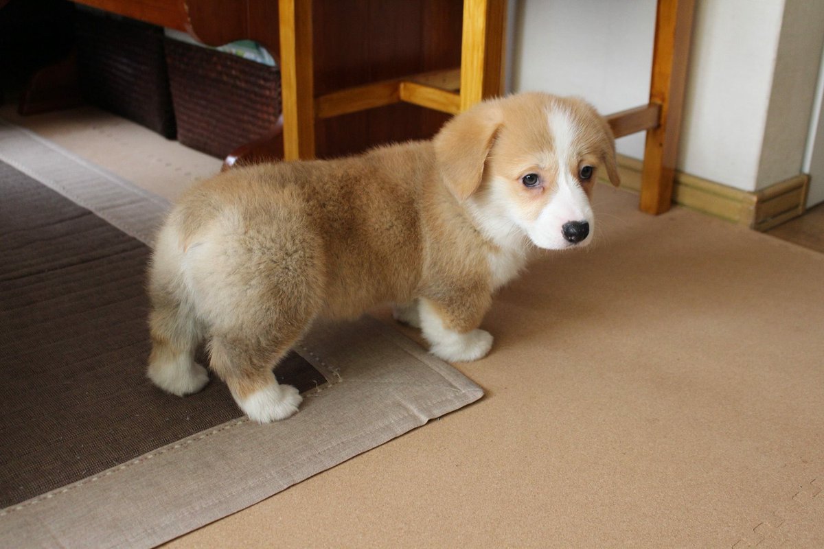 fuuta_corgi's tweet photo. 名前🐶：風太

コーギーのチャームポイントである桃尻！カメラフォルダには、どんどん桃尻写真が増えていきます。

＃うちのコギビフォーアフター
＃コギスタ49応援隊
＃応募用 https://t.co/283ZtvgsIX