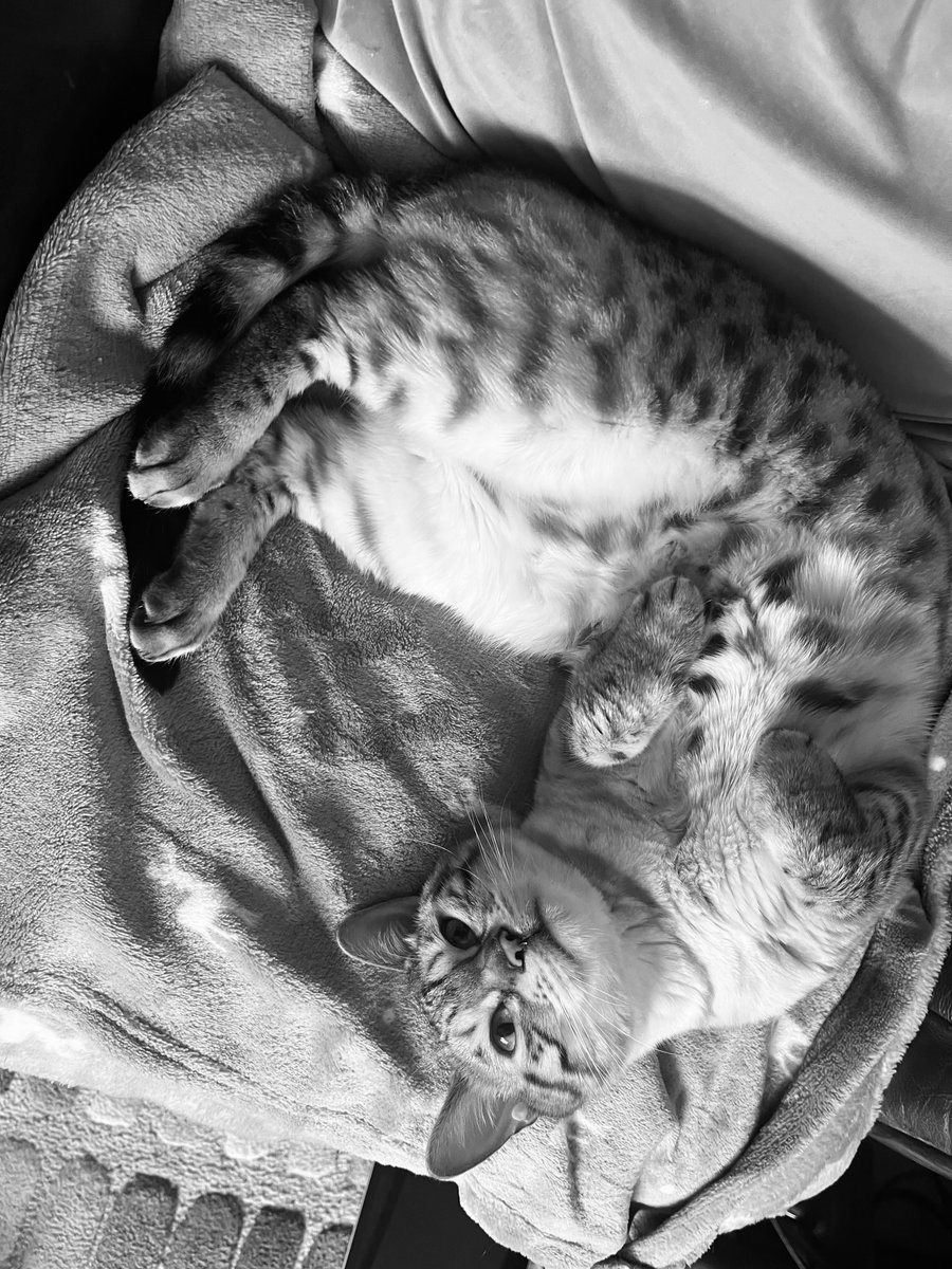 Have a lovely #CatsNoirFriday everyone. I’m taking it easy…as usual 😹 #TeamBengal