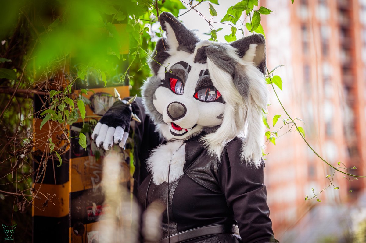 Loona 🌙 🐺 tweet media