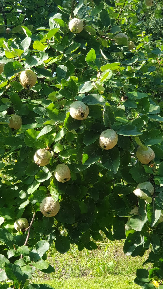 Daesy55676957's tweet image. Meyve coskusu bu yil🙏😻