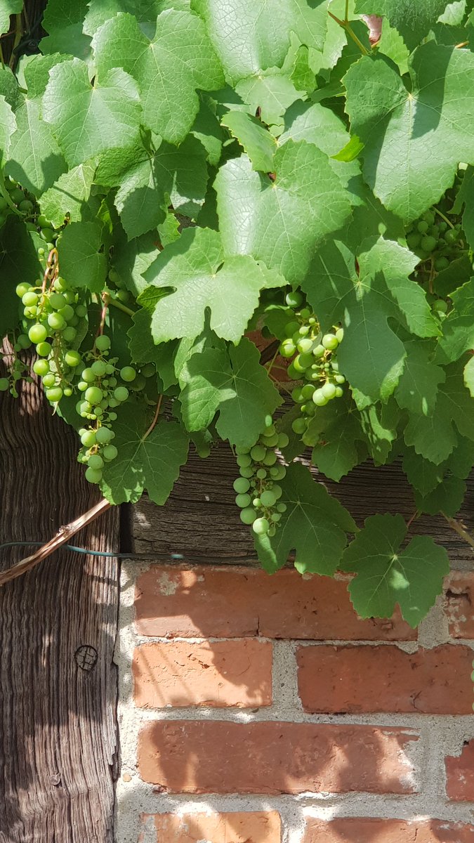 Daesy55676957's tweet image. Meyve coskusu bu yil🙏😻