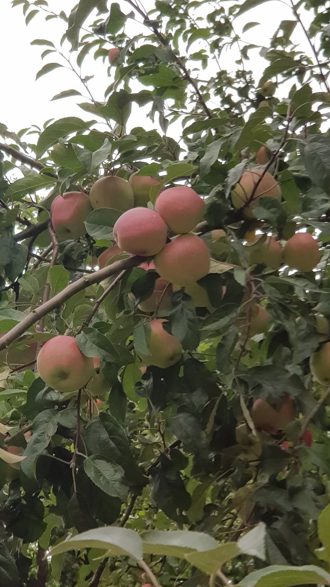 Daesy55676957's tweet image. Meyve coskusu bu yil🙏😻