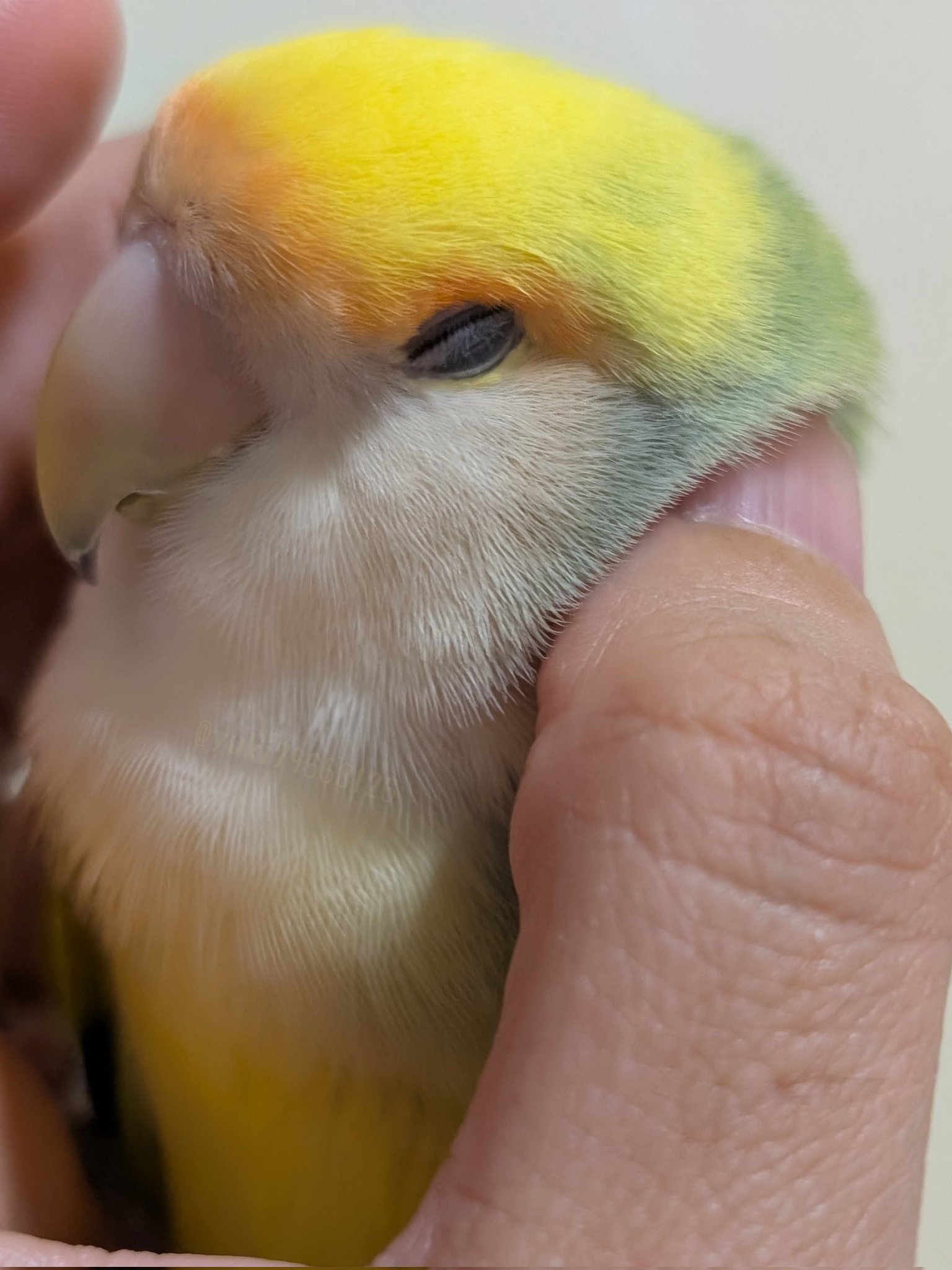 ♡小梅♡ ページ 小桜yuki🦜 on X: 