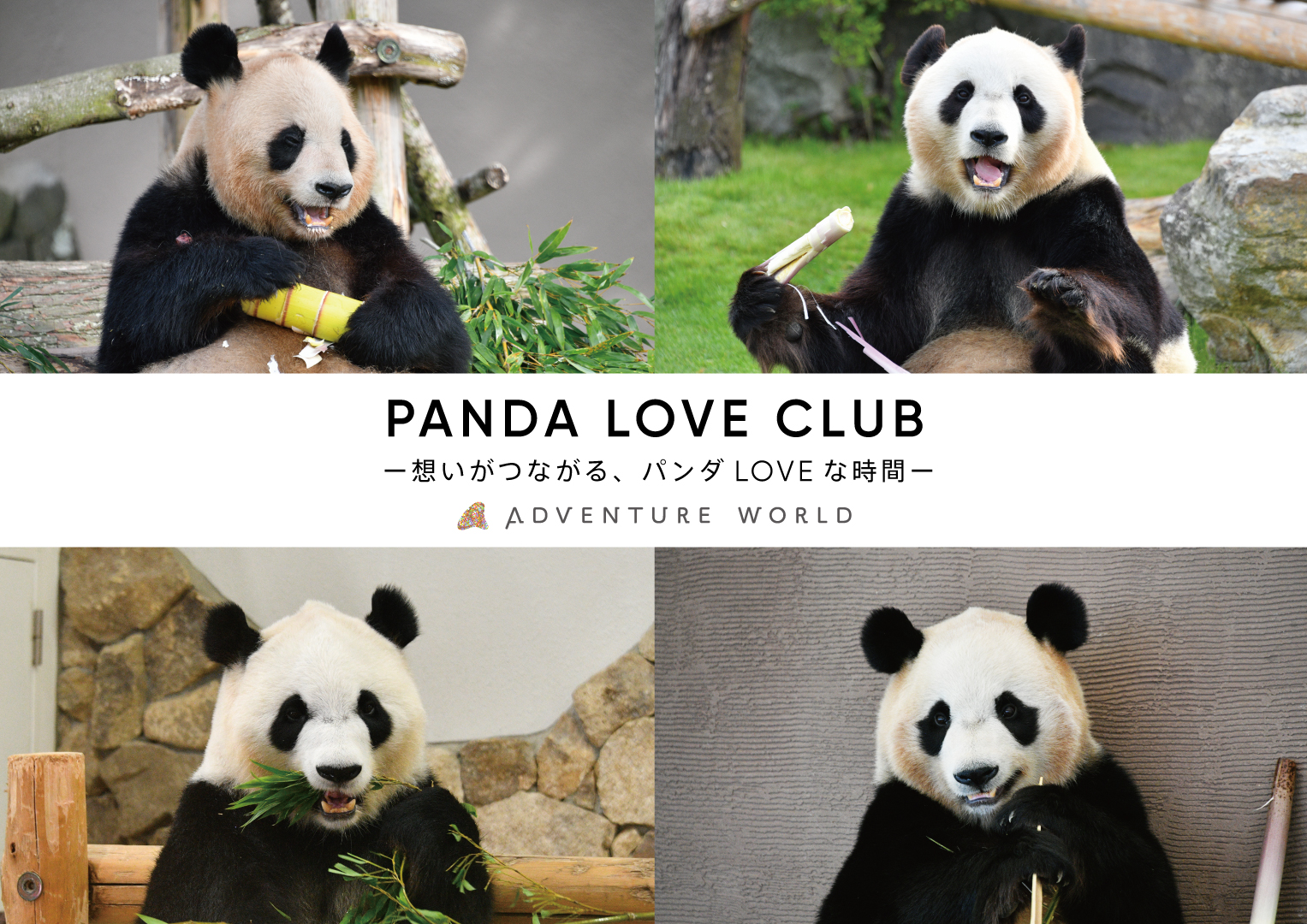 激レア! WE LOVE PANDA FAMILY アドベンチャーワールド アドベンチャーワールド 公式 on X: