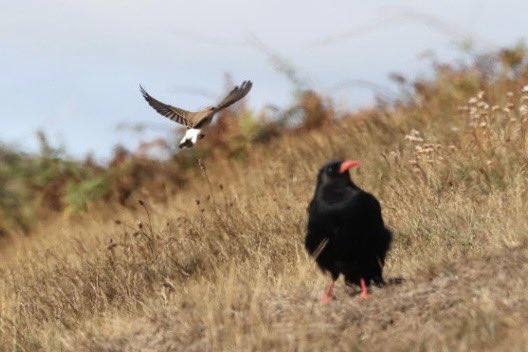 Mynt.

4 wheatear and singles of Tree pipit and Yellow Wagtail.
Trickle of Swallow through.
