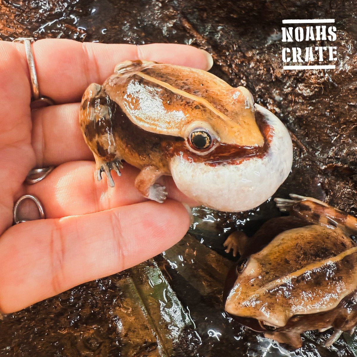 noahs_crate's tweet photo. 8/15 16 17 爬虫祭で販売します
魚池琴蛙 https://t.co/waxM85kOSw