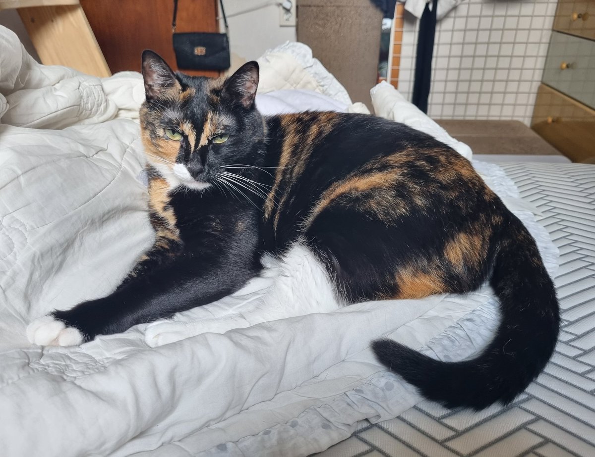 애기때 벽에서 구조되고, 엄마따라 왔다가 애기가 애기를 낳고... 그러다 지금까지 함께 시간을 보내고있어 행복한 우리 공주님들💓 (아직 합사는 안되......지만 조금씩 나아지는중!!!)