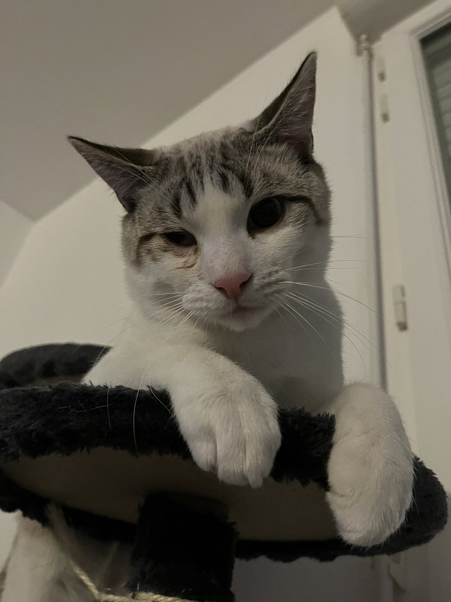 AxouChbs's tweet image. Mes deux bébés 🫶🏻