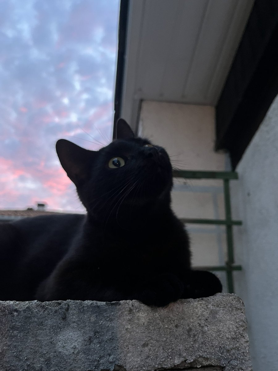 AxouChbs's tweet image. Mes deux bébés 🫶🏻