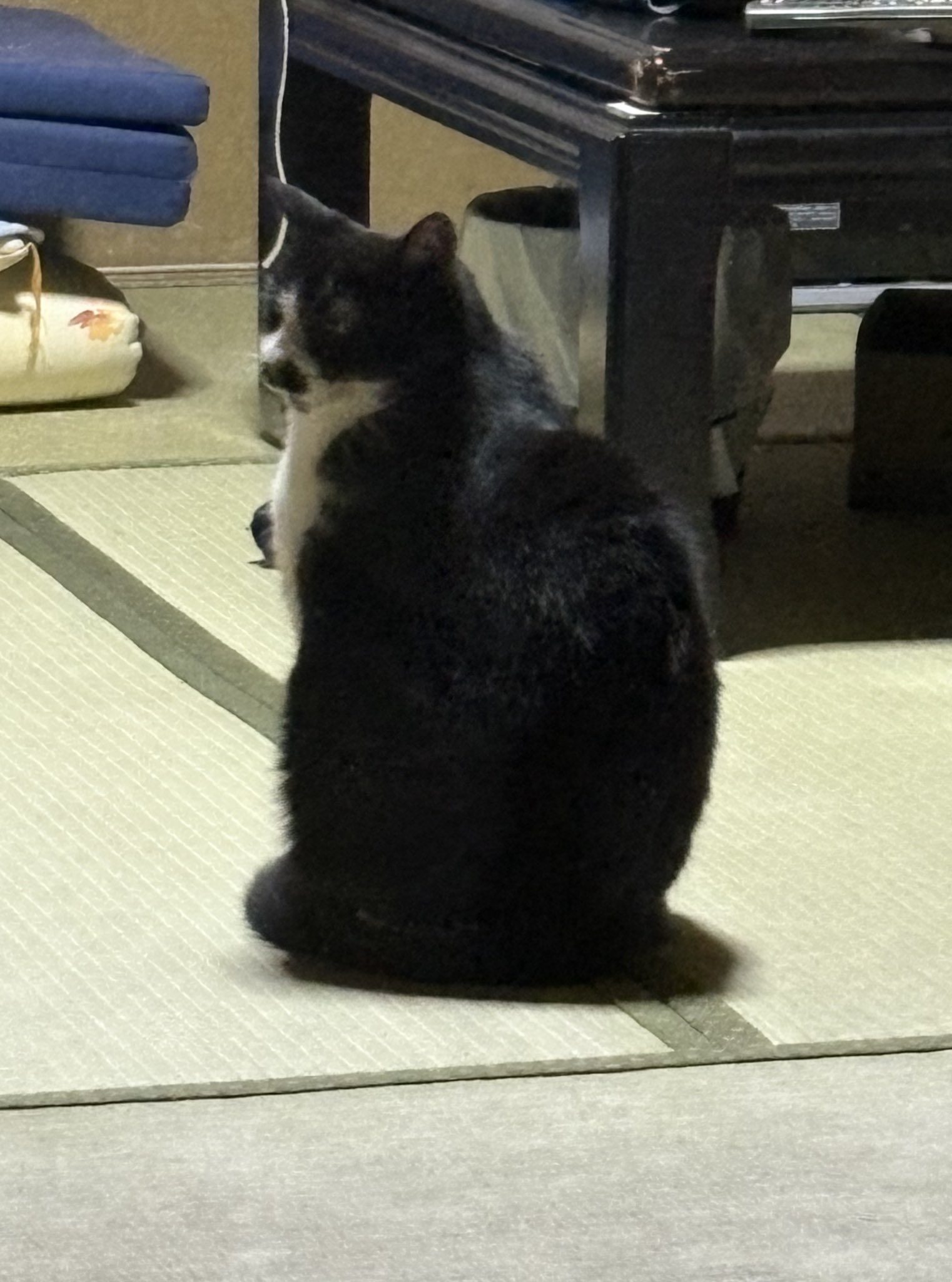 まるねこ on X: 