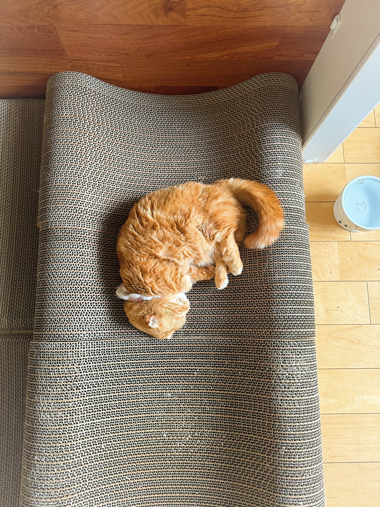 短足マンチカン ひな子 （ねこ） on X: 