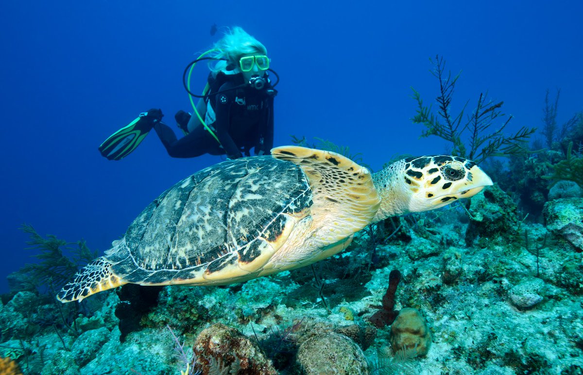 Descubre los 5 territorios británicos de ultramar en Caribe islasviajeras.com/los-territorio…