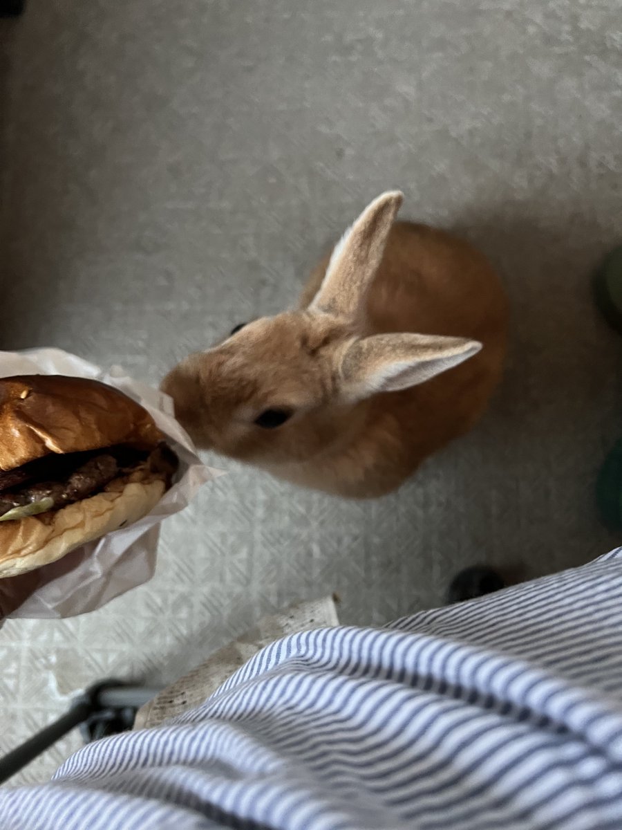 近所でハンバーガーを買ってきたのでウサギを撫でつつベランダで夕飯。