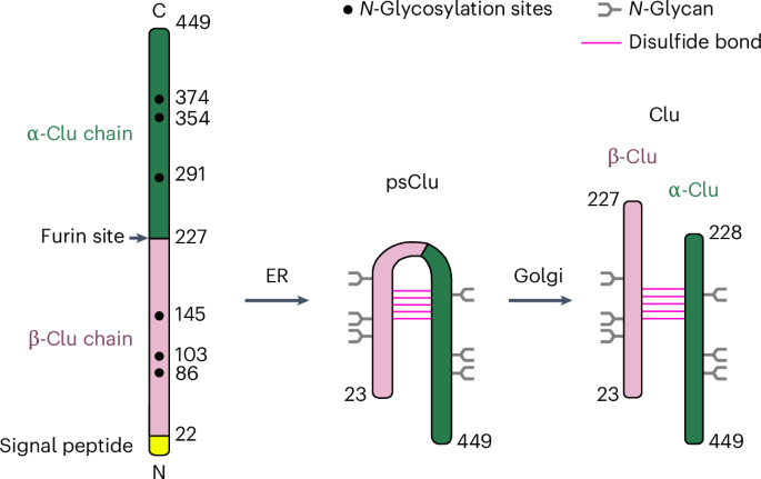 New online! Structural analyses define the molecular basis of clusterin chaperone function bit.ly/47kDZ8k
