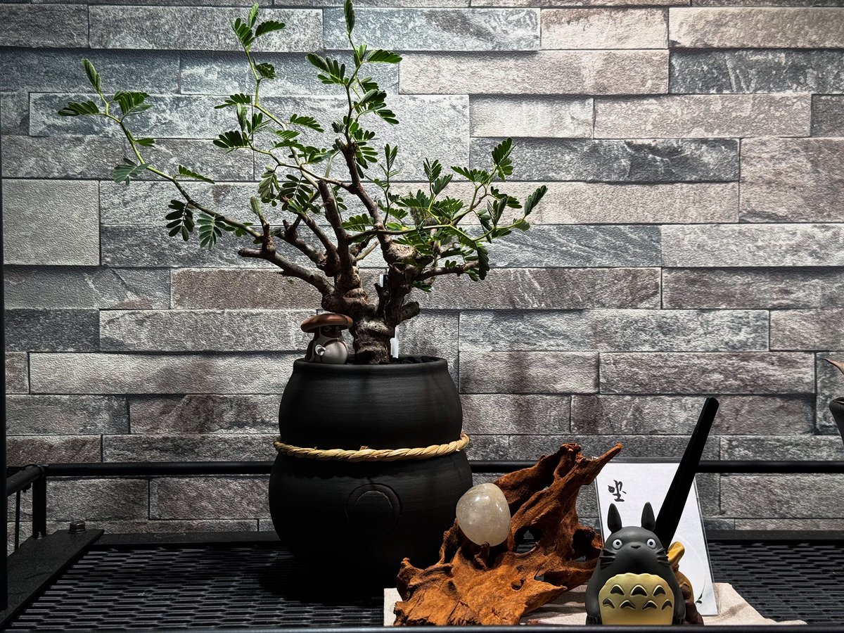 お気に入り📸
#センナ・メリディオナリス #QUTOTEN #植物 #となりのトトロ #トトロ #流木