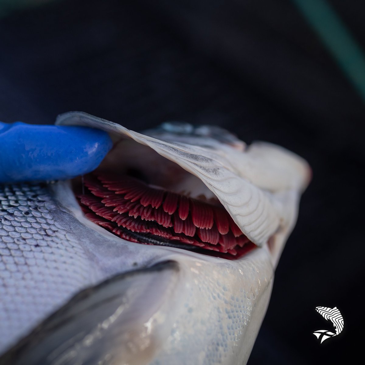 Scotland's salmon farmers have posted the strongest start to the year on record, with #Scottishsalmon survival rates for the first half of 2025 the highest since monthly reporting began in 2018!🐟📈

Read more: bit.ly/SS-RecordSurvi…