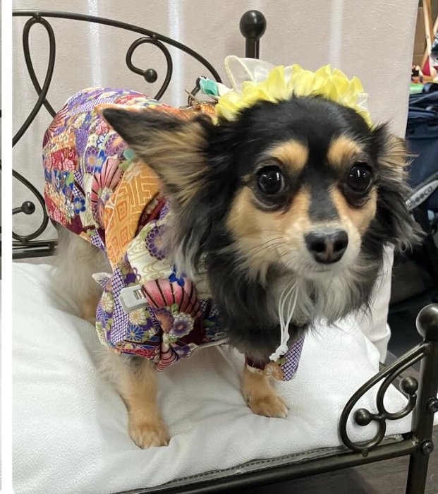 今日から盆休み入ったよー
有給消化で...
やっと出店者さんが撮ってくれた
着物写真アップされた
なかなかでないからDM送ってしまった
早く見たくてw
やはりカメラ目線📸
ニコニコはしてないけどw
 #チワックス 
 #着物コーデ