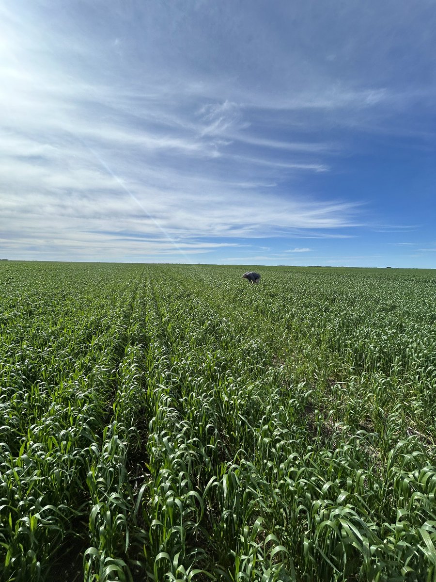 ben_leopold's tweet photo. Good to have the old man over from SA for a cruise around the countryside. Crops are humming https://t.co/YcQrXjNp2r