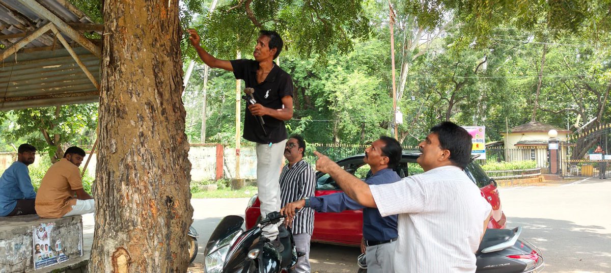 pargaien's tweet image. “Nail-free trees in Kothagudem”

Thanks @jiteshvpatil  @Collector_BDD for launching this “Service to Vanadevata” by removing nails, ropes, and advertisements from trees to prevent damage and protect greenery. Pics from Manuguru mandal. Let’s make our trees nail-free. #urbantree…