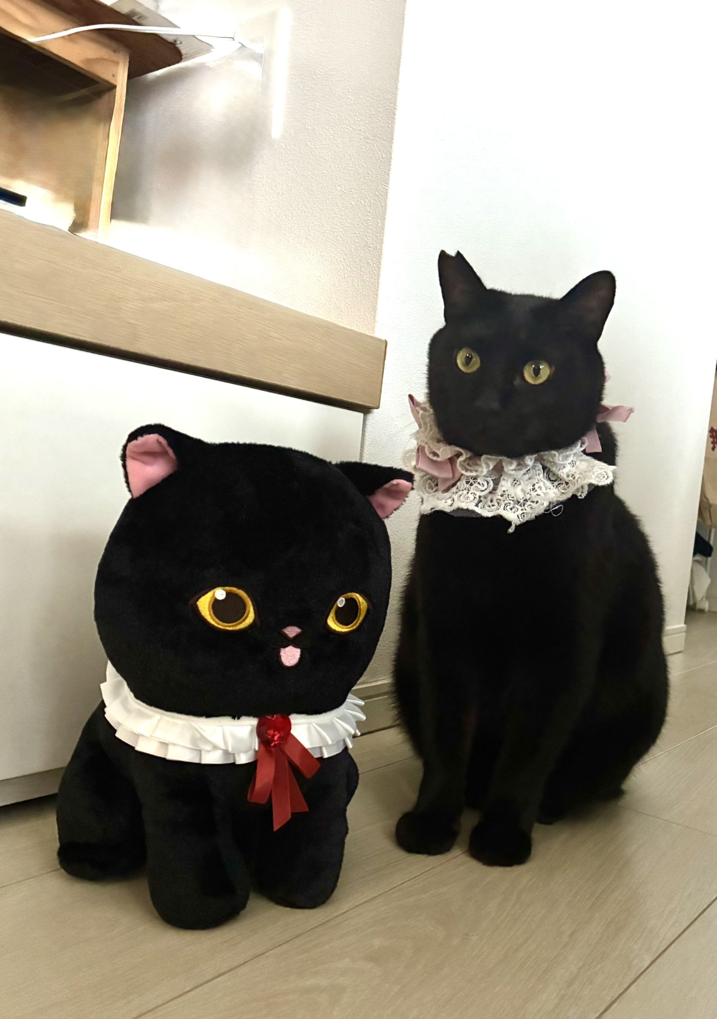 ねこ NEKO*赤×黒ツートンノア(シナンジュ号) on X: