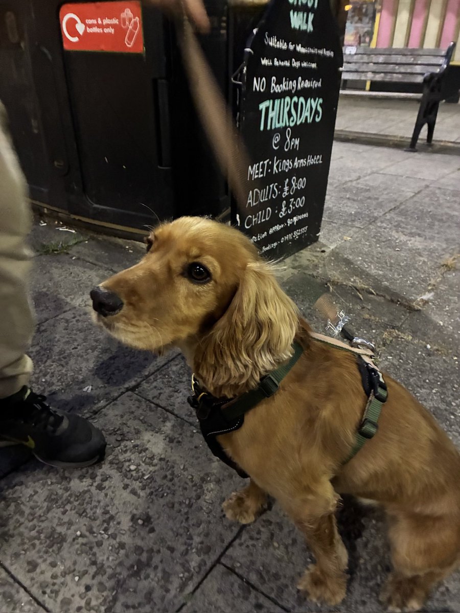 DGhostwalk's tweet photo. No #Dogs on the #Wallk last night, but still had a lovely group who enjoyed the walk. Had a lovely conversation at the end with a couple of the children on the nature of #ghosts. In the meantime here a pictures of the #Canine loves from previous walks https://t.co/LwXG9AAzyQ