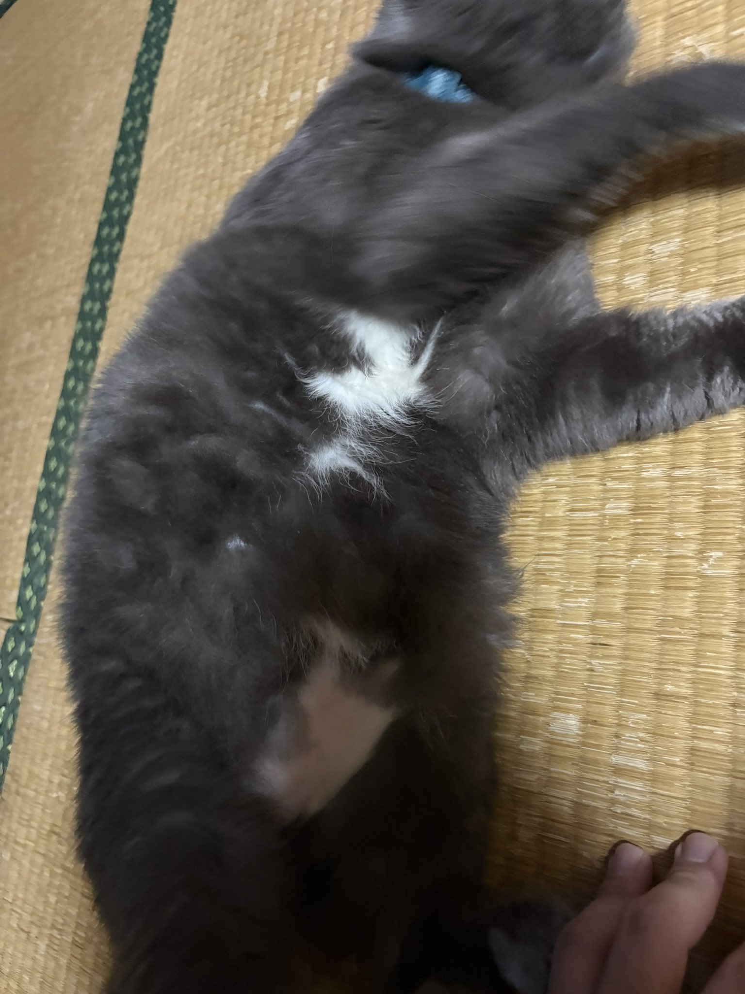 わた on X: 