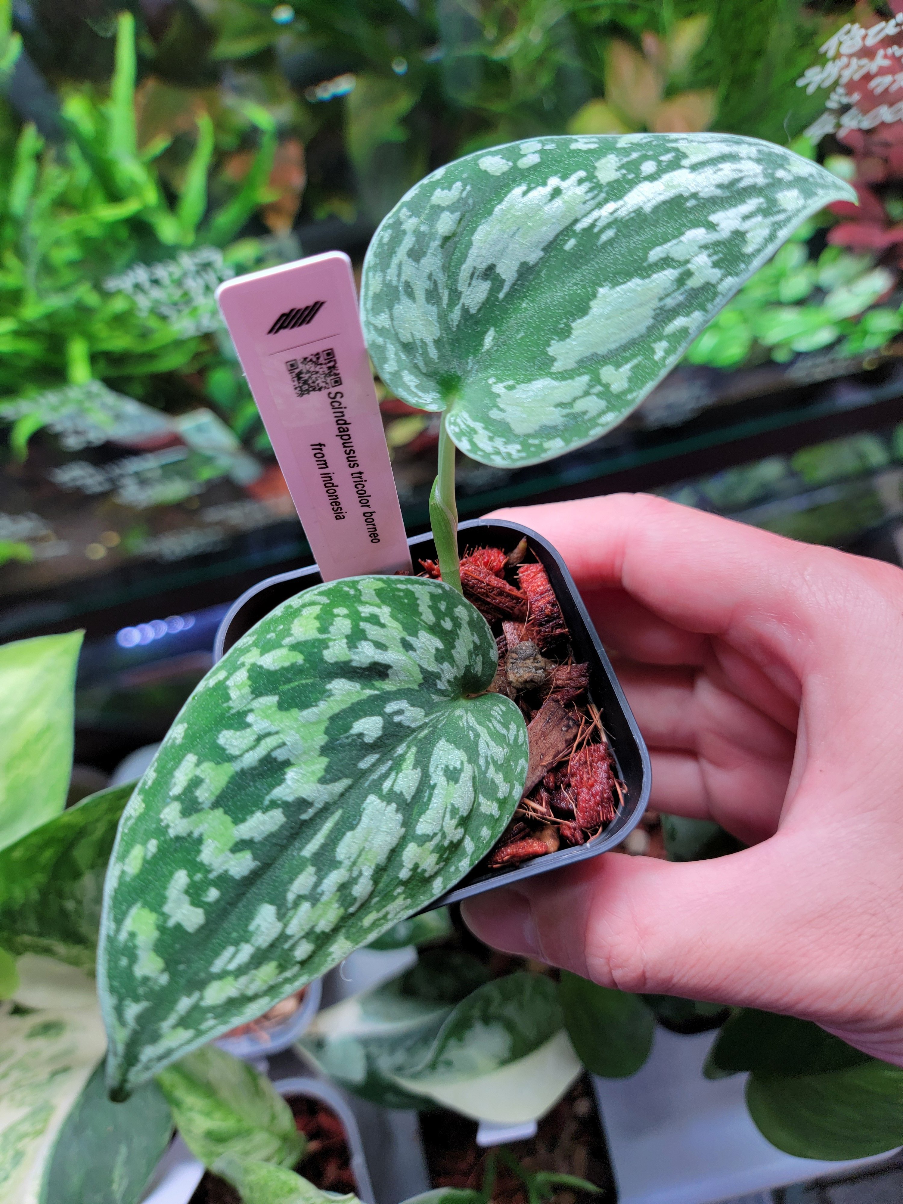 NakayamaPlants (@nakayamaplants) / X