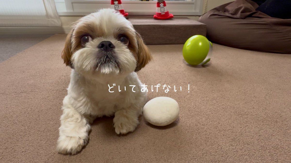 fukuchannel1201's tweet photo. 【シーズー】可愛いデモ隊に通せんぼされましたw w w【犬Vlog】 
👉https://t.co/IcIpBbx3ZU @YouTubeより
#シーズー https://t.co/giPs8gXTHf