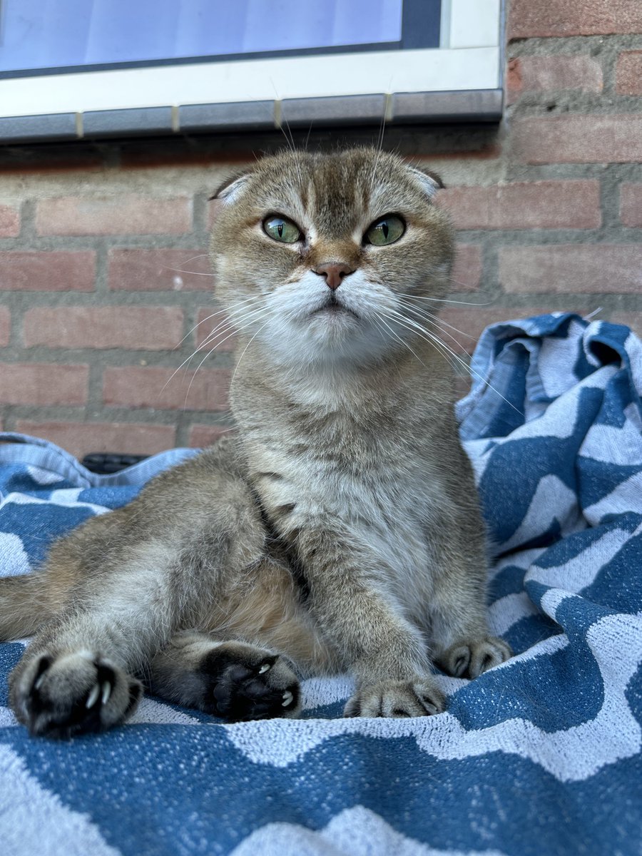 Happy world cat day 😽